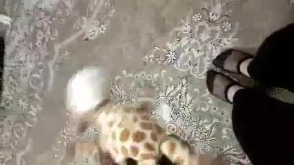 سکس ایرانی – سکس – فیلم سکسی ایرانی – سوپر ایرانی – پورن ایرانی (6796).mp4 - تماشای آنلاین در بکن تو
